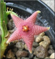 Stapelia paniculata subsp scitula 2